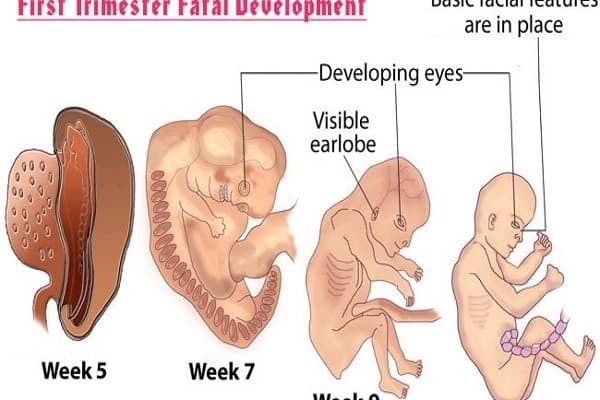 Sự hình thành và phát triển của thai nhi trong tam cá nguyệt 1
