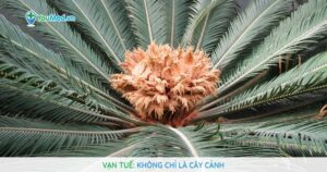 Vạn tuế: Không chỉ là cây cảnh