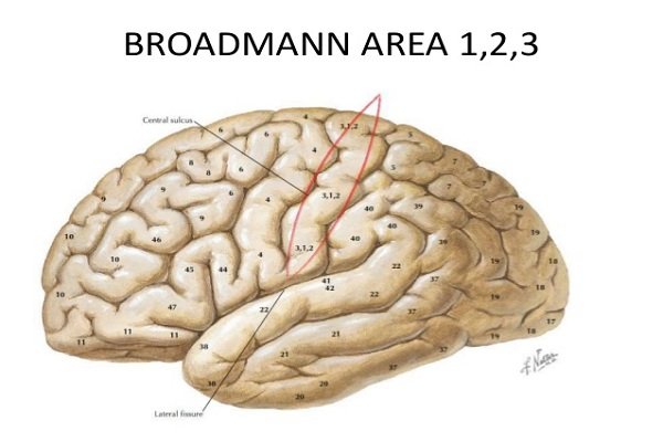 Vùng não Broddmann