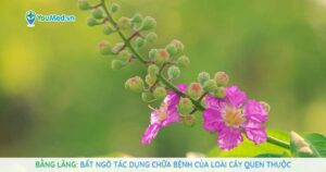 Bằng lăng: Bất ngờ tác dụng chữa bệnh của loài cây quen thuộc