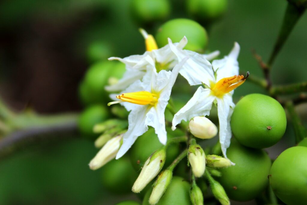 Cà dại hoa trắng là một trong những loại thuốc quý có thể chữa trị nhiều bệnh