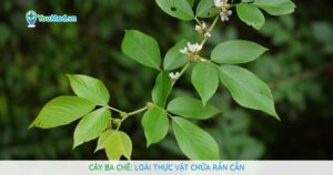 Cây Ba chẽ: Loài thực vật chữa rắn cắn