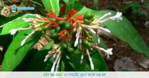 Cây Ba gạc: Vị thuốc quý giúp hạ áp