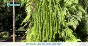 Cây Báng: Loài cây ngỡ lạ mà quen