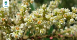 Cây Muối: Cây thuốc cho đường tiêu hoá