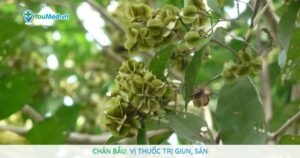 Chân bầu: Vị thuốc trị giun, sán