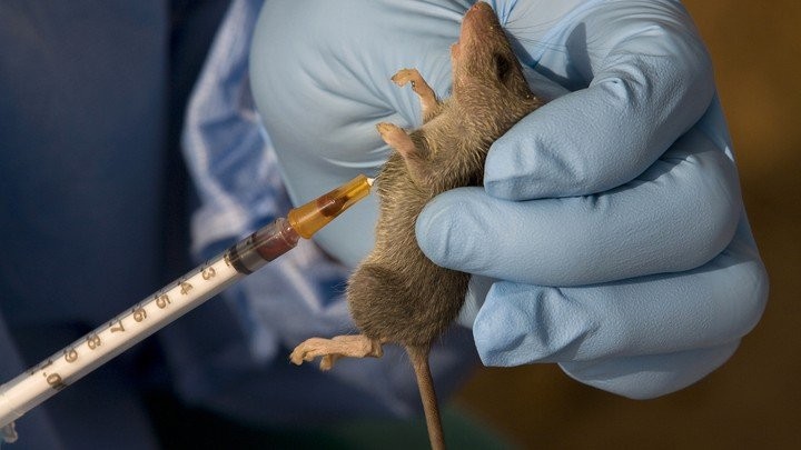 Chuột đa nang là tác nhân lây truyền bệnh sốt xuất huyết Lassa