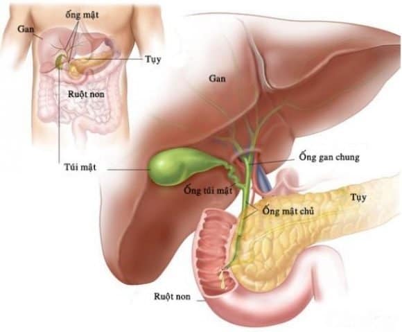 Vị trí của túi mật trong ổ bụng