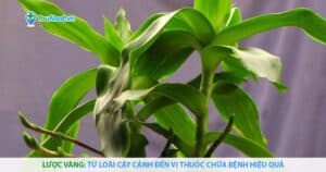 Lược vàng: Từ loài cây cảnh đến vị thuốc chữa bệnh hiệu quả