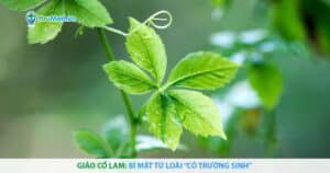 Giảo cổ lam: Bí mật từ loài “cỏ trường sinh”