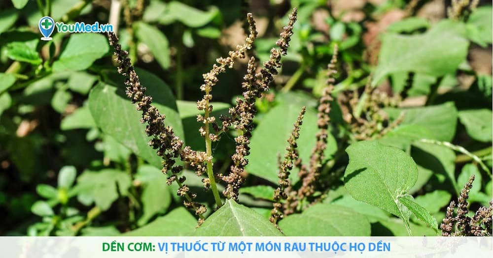 Dền cơm: Vị thuốc từ một món rau thuộc họ Dền