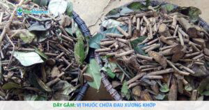 Dây gắm: Vị thuốc chữa đau xương khớp