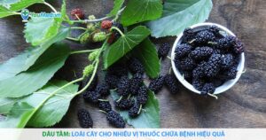 Dâu tằm: Loài cây cho nhiều vị thuốc chữa bệnh hiệu quả