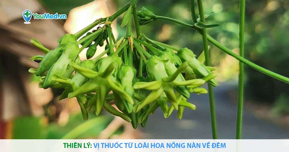 Thiên lý: Vị thuốc từ loài hoa nồng nàn về đêm