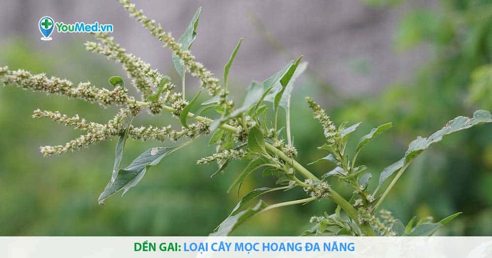 Dền gai: Loại cây mọc hoang đa năng