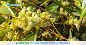 Dây tơ hồng vàng: Vị thuốc “ký sinh” có nhiều công dụng