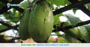 Dưa gang tây: Không chỉ là sinh tố giải khát