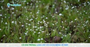 Cỏ dùi trống: Loài cây cỏ chữa bệnh về mắt