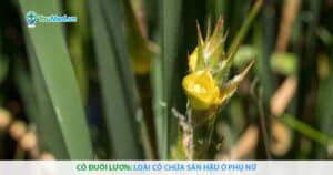 Cỏ đuôi lươn: Loài cỏ chữa sản hậu ở phụ nữ