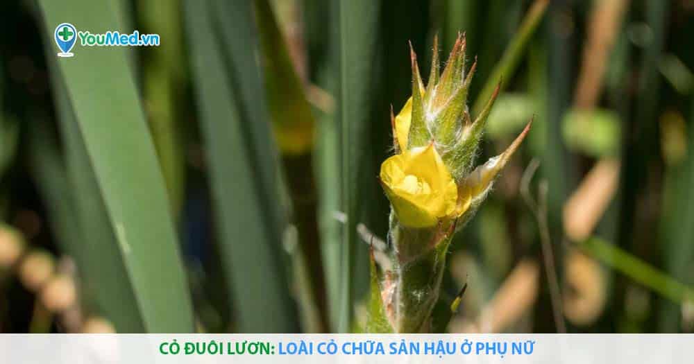 Cỏ đuôi lươn: Loài cỏ chữa sản hậu ở phụ nữ