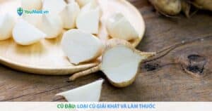 Củ đậu: Loại củ giải khát và làm thuốc