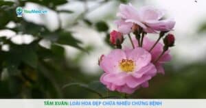 Tầm xuân: Loài hoa đẹp chữa nhiều chứng bệnh