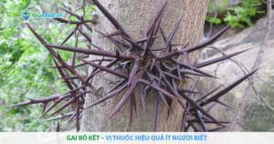 Gai bồ kết – Vị thuốc hiệu quả ít người biết