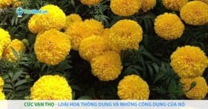 Cúc vạn thọ – loài hoa thông dụng và những công dụng của nó