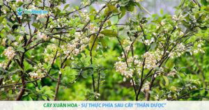 Cây Xuân hoa – sự thực phía sau cây “thần dược”