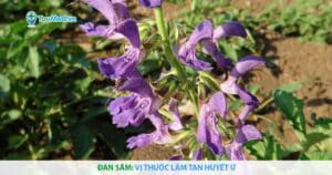 Đan sâm: Vị thuốc làm tan huyết ứ