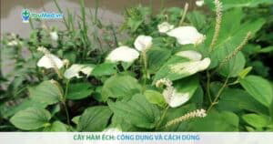Cây Hàm ếch: Công dụng, cách dùng và một số bài thuốc Đông y