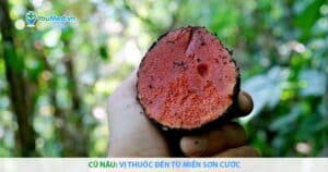 Củ nâu: vị thuốc đến từ miền sơn cước