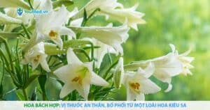 Hoa bách hợp: Vị thuốc an thần, bổ phổi từ một loài hoa kiêu sa