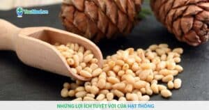 Những lợi ích tuyệt vời của Hạt thông