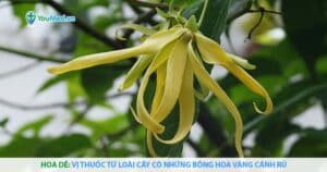 Hoa dẻ: Vị thuốc từ loài cây có những bông hoa vàng cánh rủ