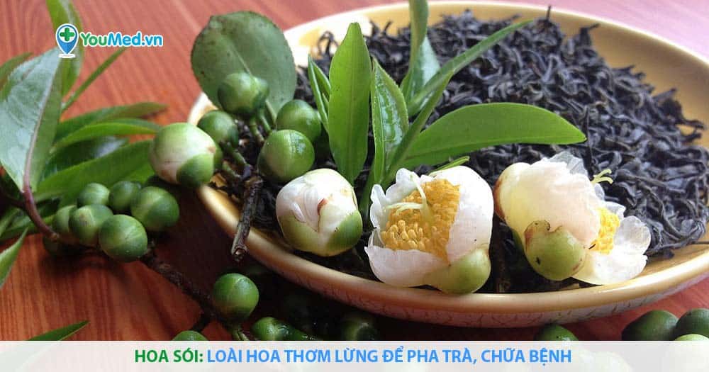 Hoa sói: Loài hoa thơm lừng để pha trà, chữa bệnh