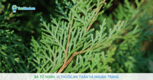 Bá tử nhân: Vị thuốc an thần và nhuận tràng