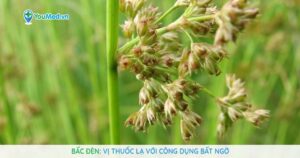 Bấc đèn: Vị thuốc lạ với công dụng bất ngờ