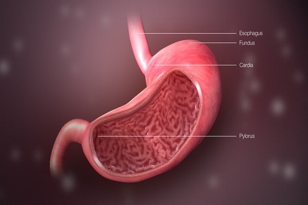 Bao tử hay dạ dày đóng vai trò như một cầu nối giữa thực quản và ruột non