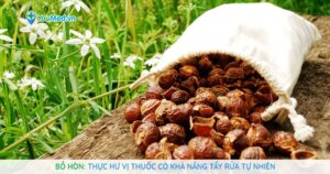 Bồ hòn: Thực hư vị thuốc có khả năng tẩy rửa tự nhiên