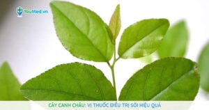 Cây Canh châu: Vị thuốc điều trị Sởi hiệu quả