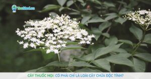 Cây Thuốc mọi: Có phải chỉ là loài cây chứa độc tính?