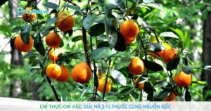 Chỉ thực-Chỉ xác: Giải mã 2 vị thuốc cùng nguồn gốc