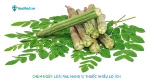 Chùm ngây: Loài rau mang vị thuốc nhiều lợi ích