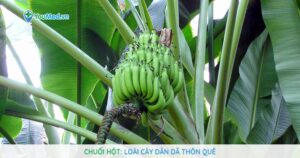 Chuối hột: Loài cây dân dã thôn quê