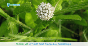 Cỏ Chân vịt: Vị thuốc đáng tin cậy giảm đau hiệu quả