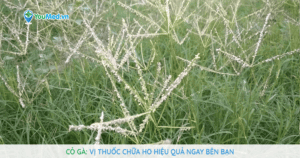 Cỏ gà: vị thuốc chữa ho hiệu quả ngay bên bạn