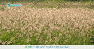 Cỏ may: Thực hư vị thuốc chữa viêm gan