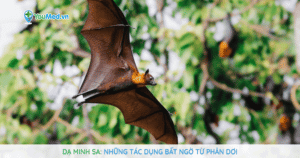 Dạ minh sa: những tác dụng bất ngờ từ phân dơi