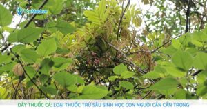 Dây thuốc cá: Loại thuốc trừ sâu sinh học con người cần cẩn trọng